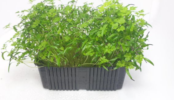 Микрозелень кервель XXL